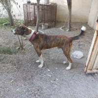 سگ نگهبان نر