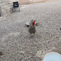 مرغ وخروس