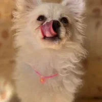 سگ پامر اشپیز