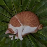 اهدا تخمک