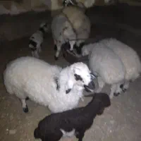 بره نر