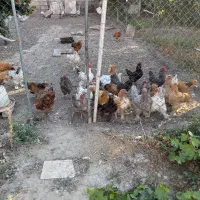 مرغ برهما ۷ ماهه