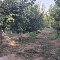 باغ-به-متراژ-1350-متر-فیرورق