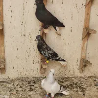 دم سفید شعمک تخت