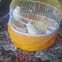 عروس هلندی سخنگو جفت لوتینو