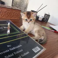گربه