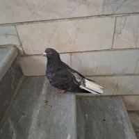 کفتر