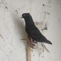 دوتا کفتر نر زاغ دم سفید خال افشون