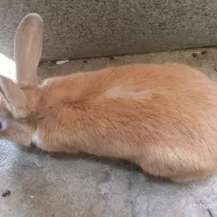 معاوضه با نر