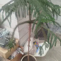کاج مطبق و تعدادی گلدون