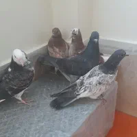 کبوتر جوجه کشی هم نقش هم پرشی