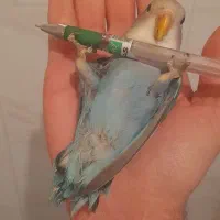 کوتوله فول اهلی وعروس هلندی باقفس