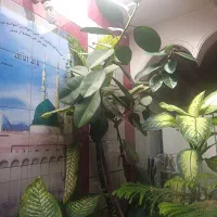 فروش گل|گل و گیاه طبیعی|یاسوج, |دیوار