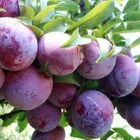 پخش نهال الو شابلون اختری گلدانی