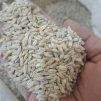 جو پوست کنده ایرانی و جو دامی