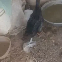 اردک