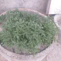 نشا گوجه فرنگی