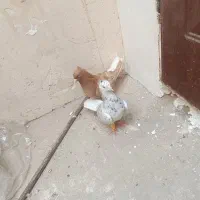 هفت رنگ دم سفیددم سفید