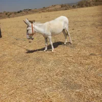 الاغ باری سالم جوان