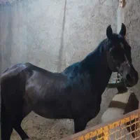 اسب مادیان عرب وارداتی