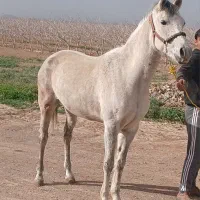 اسب عرب
