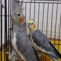 یک جفت عروس هلندی