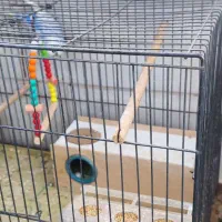 فروش یک جفت مرغ عشق زیبا