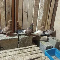کبوتر