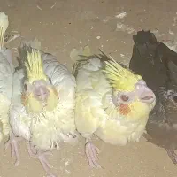 جوجه عروس هلندی