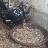 مرغ گلین