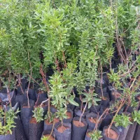 نهال بادام و میوه گلدانی در حاجی اباد
