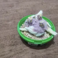 جوجه عروس هلندی