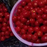 رب گوجه خونگی