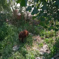 چهار عدد قوزی ۲نر ۲ماده