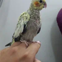 جوجه عروس هلندی