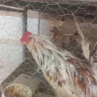 تخم نطفه دار