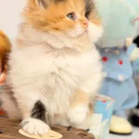 گربه پرشین کوچولو