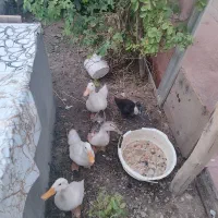 اردک|حیوانات مزرعه|مبارکه, |دیوار