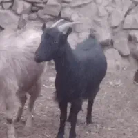 بز و کره