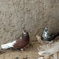 یک جفت پرشی|پرنده|زابل, |دیوار