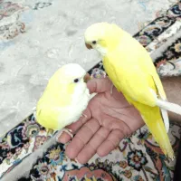 راهب لوتینو