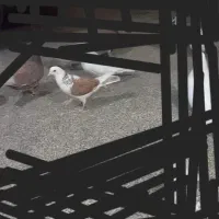 دیروز باخت رفته