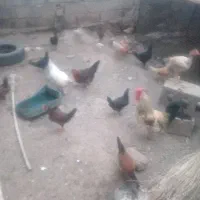 مرغ خانگی وجوجه محلی گشتنی وجوجه کوچک