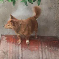 سگ پاکوتاه گوش سیخ.