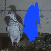 کفتر