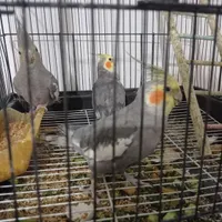 عروس هلندی