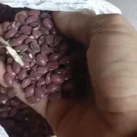 لوبیا|خوردنی و آشامیدنی|اصفهان, شاهزاده ابراهیم|دیوار