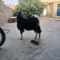 بزقاله نر