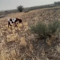 بز شیری
