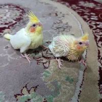 جوجه عروس هلندی سرلاکی